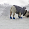 Winter warming fashion for dogs