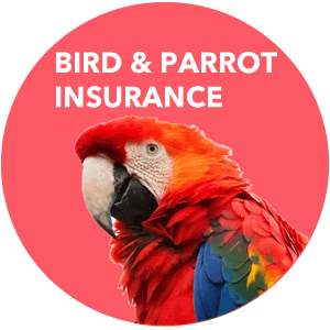 Insurance for exotic birds and parrots