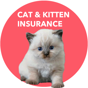Insurance for cats and kittens