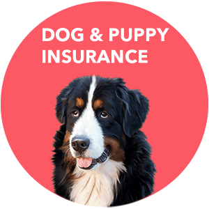 Insurance for dogs and puppies