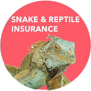 Insurance for snakes and reptiles