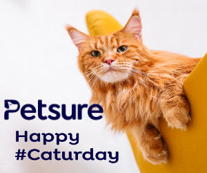 Petsure - Cat & kitten insurance
